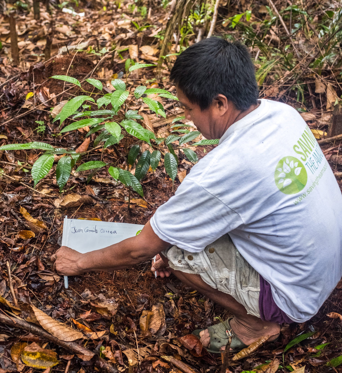 Amazon Seed - Saving The Amazon