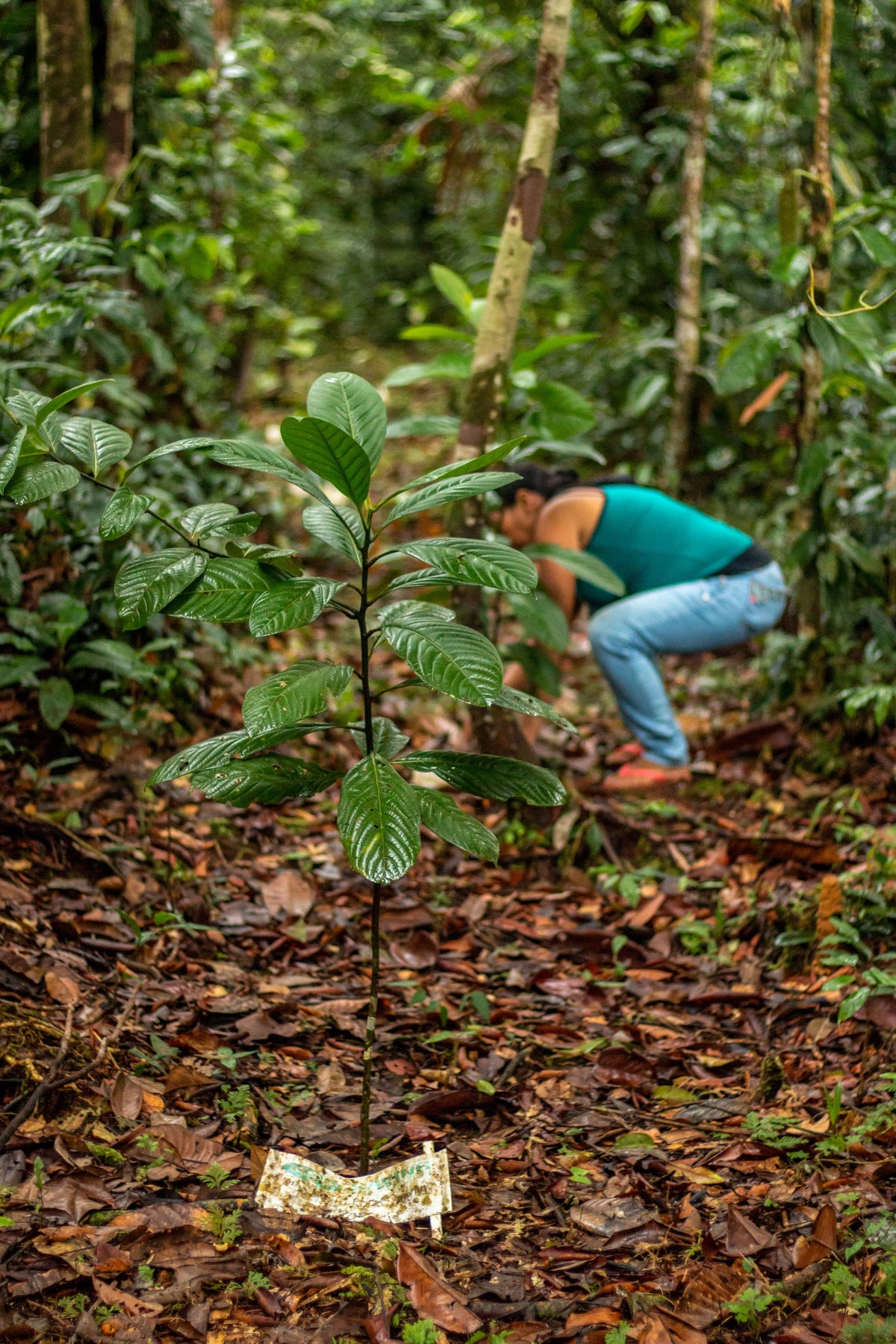 Amazon Forest - Saving The Amazon