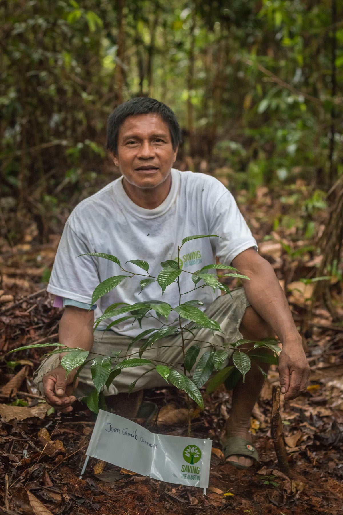 Amazon Tree - Saving The Amazon